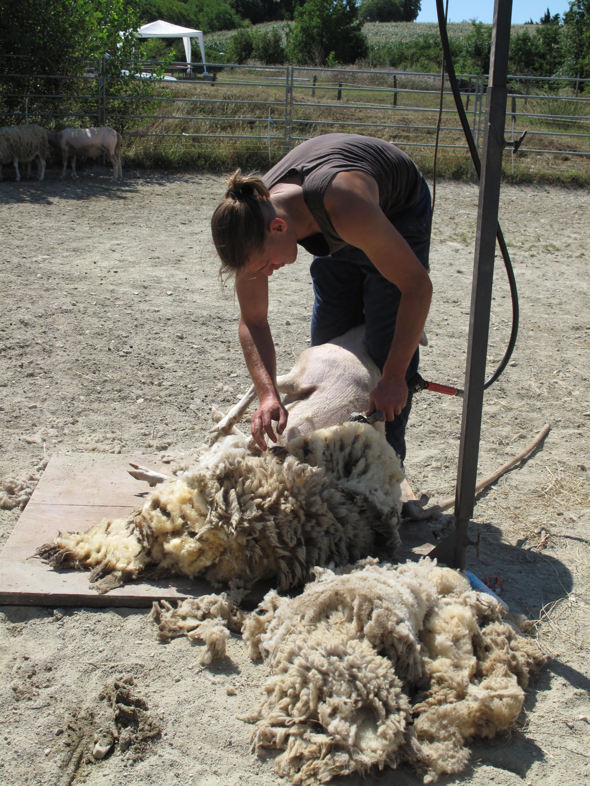 Laine : les éleveurs ovins invités à répondre à un questionnaire 