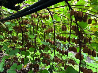 Euralis et Scaap kiwifruits  signent un partenariat