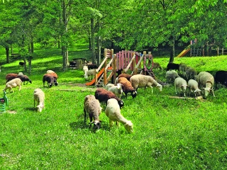 Damien Vernet  et son troupeau,  en reconquête pastorale 
