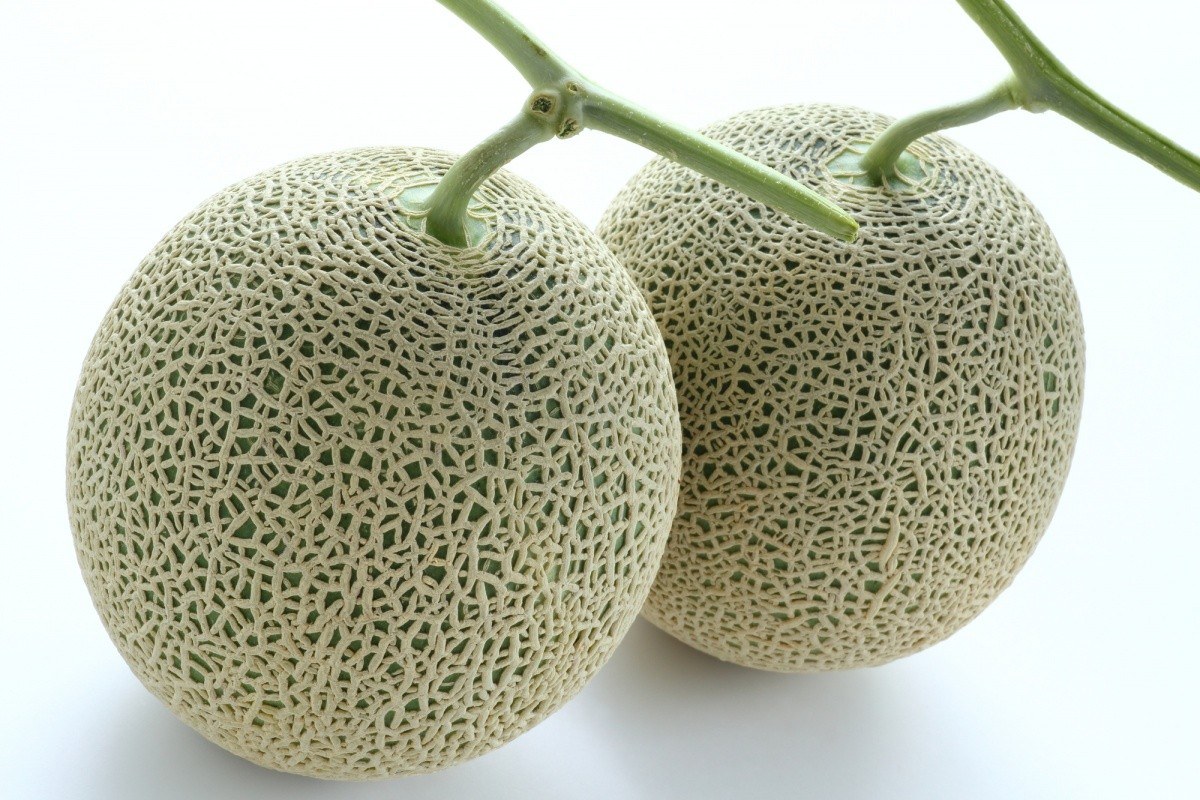 Japon : 20 000 euros pour deux melons