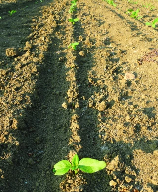 Dégâts d’oiseaux : une évaluation  est indispensable avant d’envisager un re-semis