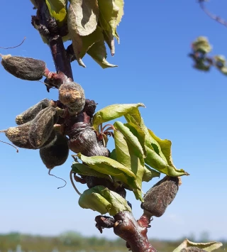 Gel d’avril : ouverture d’une avance remboursable