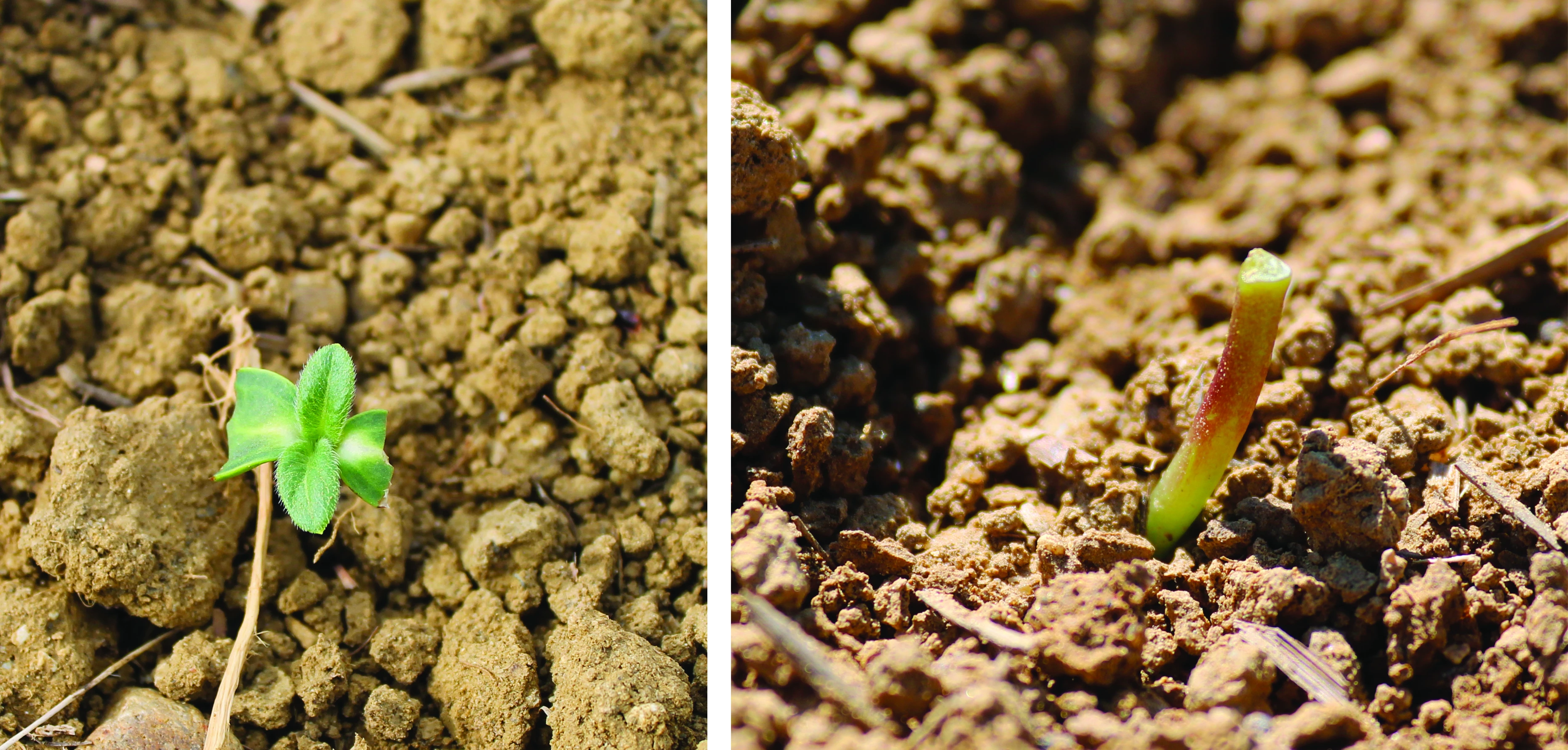 Modalités de calcul du seuil de rentabilité du re-semis