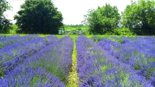 Accueillir un rucher  sur son exploitation
