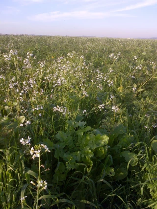Cipan-Biodiversité : des semences gratuites