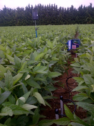 Irrigation du soja : une conduite  à l’optimum c’est rentable