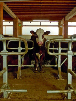 Le nouveau concept de logettes Omega priorise le confort  de l’animal et de l’éleveur