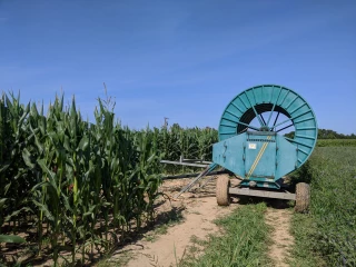 Irrigation sous contrainte, quelle stratégie adopter ?