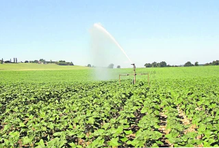 Donnez de l’eau à votre tournesol : il vous le rendra !