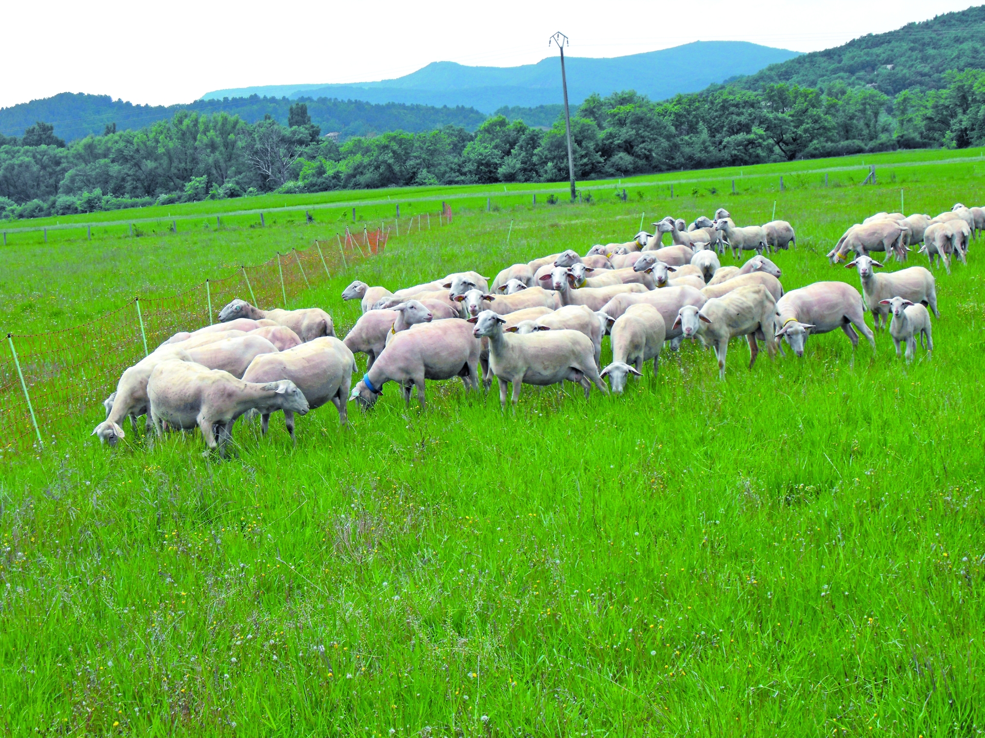 Le Département aide les éleveurs ovins