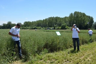 Des plantes compagnes pour le colza