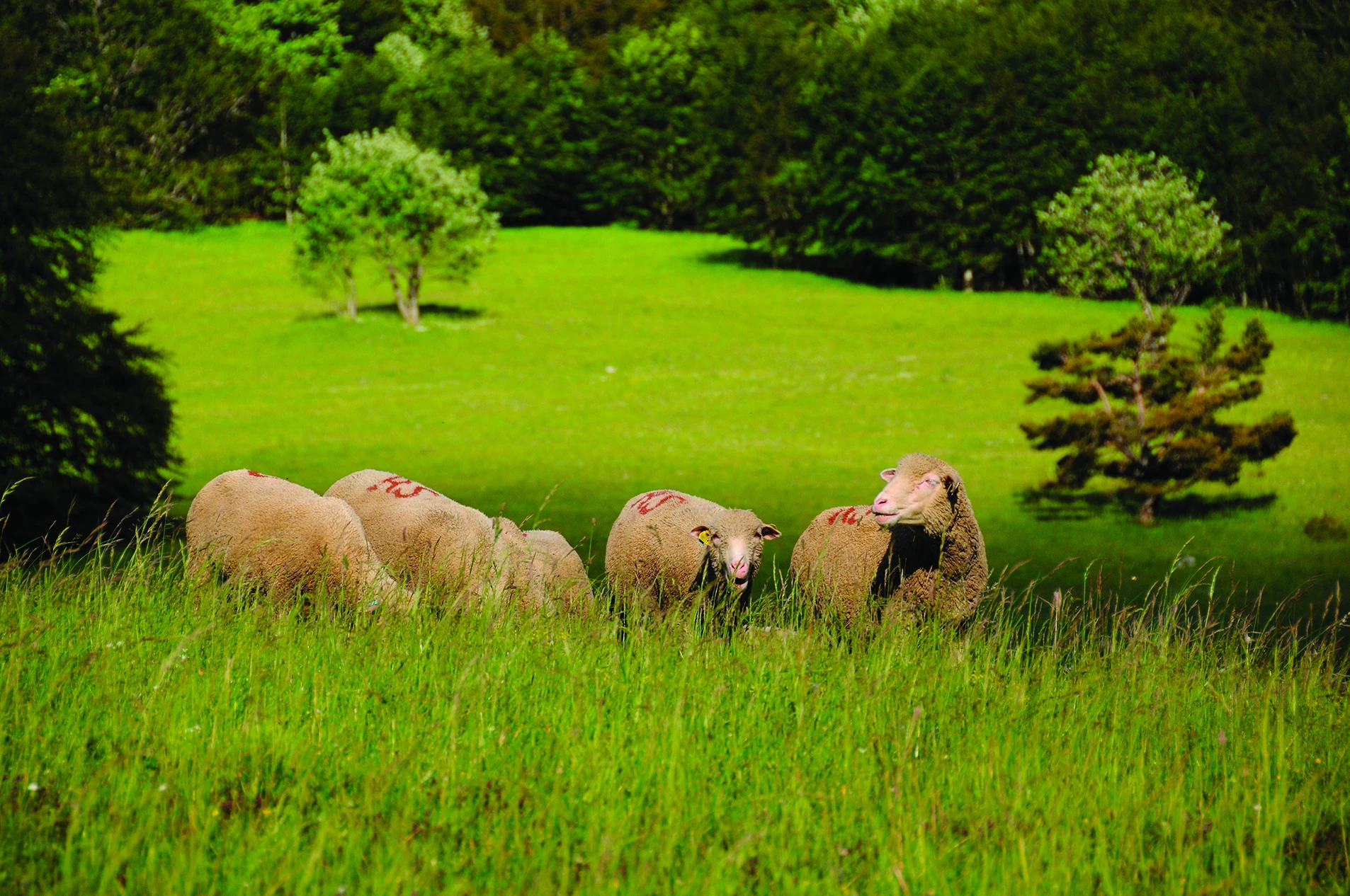 Brigitte Singla, présidente de la commission filière ovine de l’Idèle et secrétaire générale de la FNO