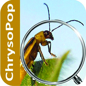 ChrysoPop, une appli de surveillance participative