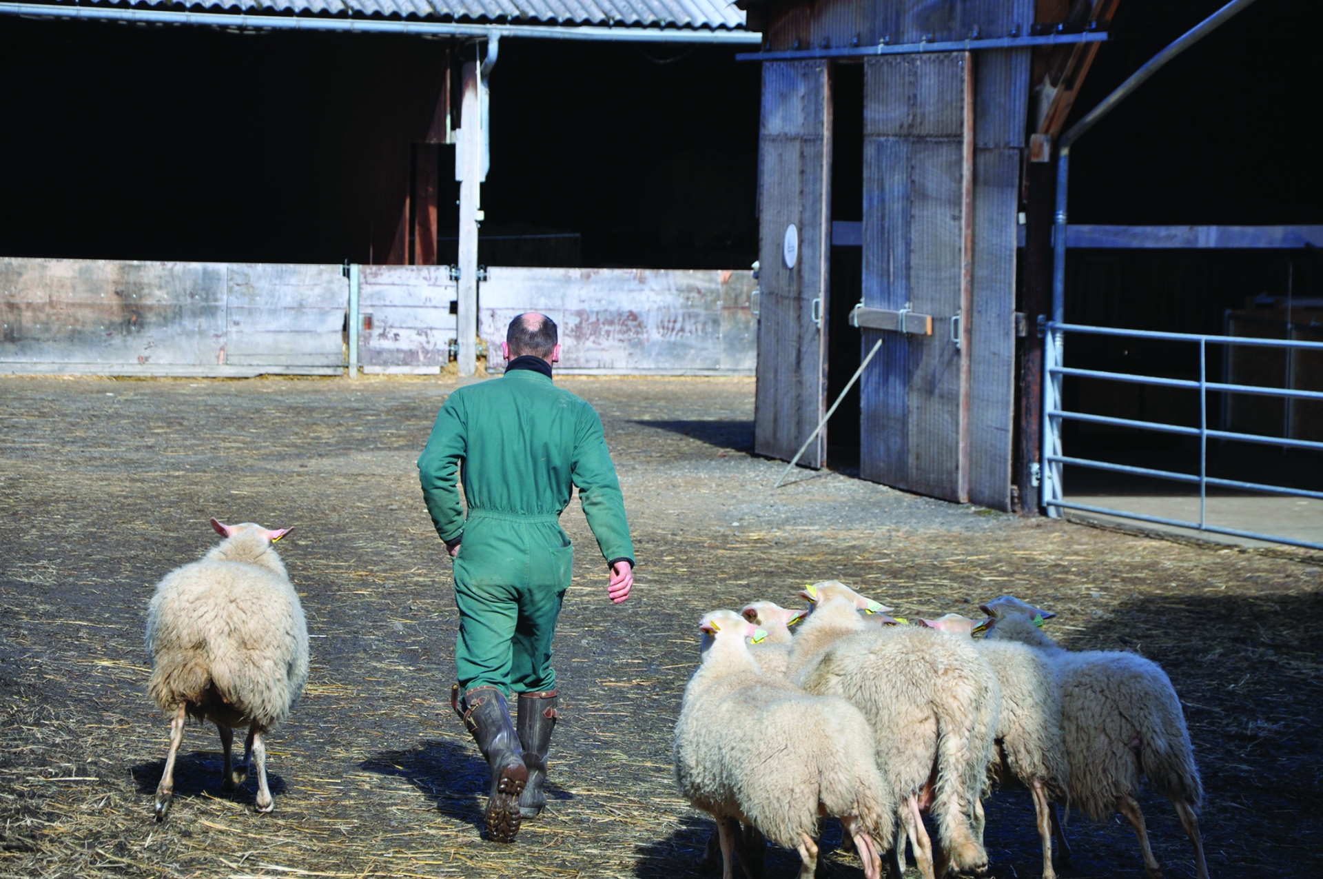 Eleveurs ovins : des trajectoires singulières pour assurer la relève