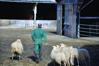 Eleveurs ovins : des trajectoires singulières pour assurer la relève