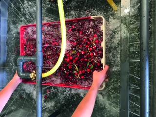 Cerise : la Sefra poursuit son travail sur la gestion des bio-agresseurs