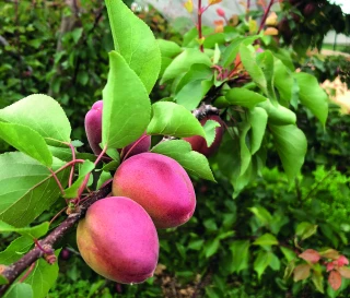 Récolte fruitière : une année noire à tous les niveaux