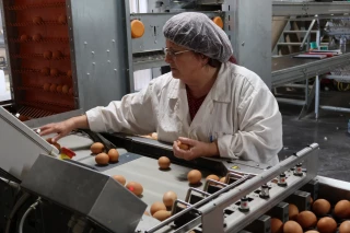Du lait aux œufs : la reconversion du Gaec Gatta