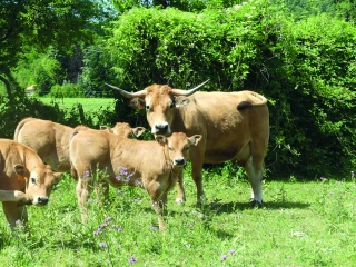 Veau rosé des montagnes de la Drôme : la filière se structure