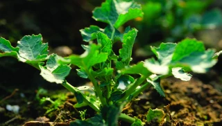 Semer tôt pour limiter l’impact des ravageurs d’automne