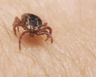 La tique responsable de Lyme et de multiples co-infections lourdes