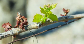 Vignes : comment rebondir après une période de gel ?