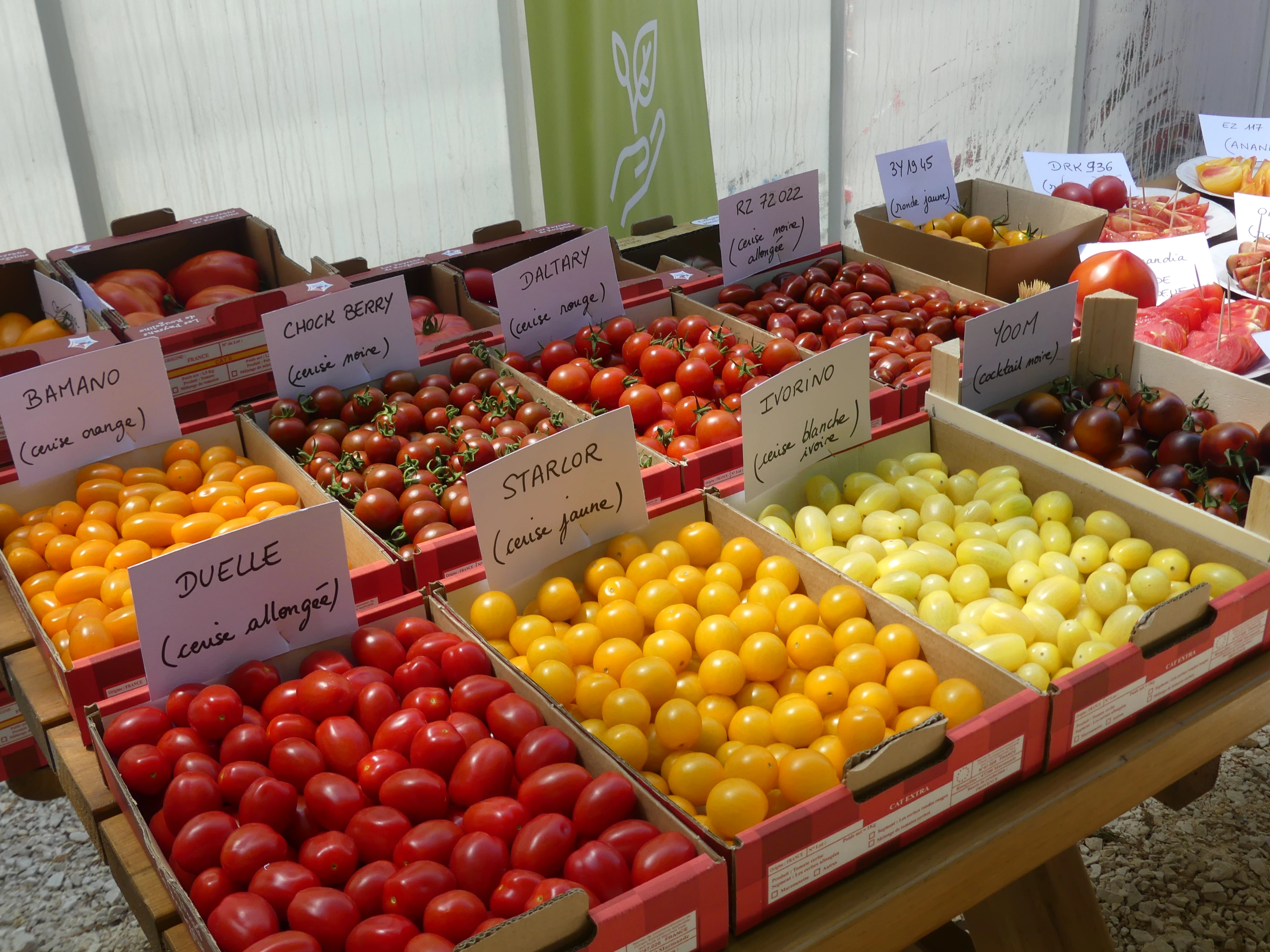 Pierrelatte : onze hectares de tomates sous serres