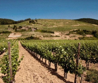 Crozes-Hermitage : une belle dynamique mais rien n’est acquis