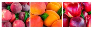 France : les fruits à noyaux manquent de volumes
