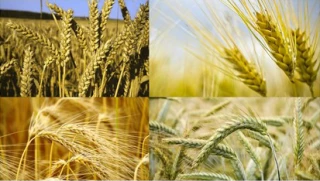 Récoltes céréalières : retour à une année normale