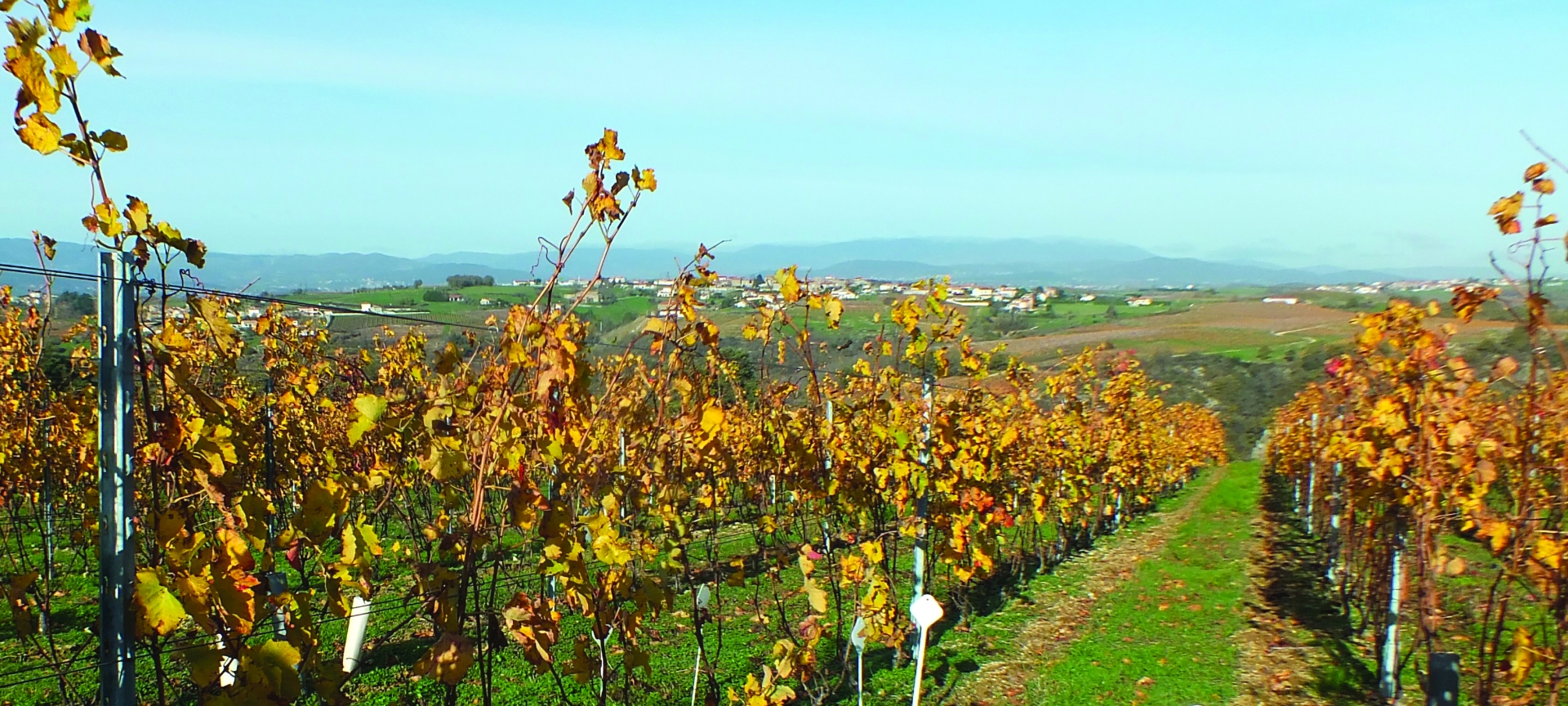 Les mystères de la fertilité des sols en viticulture