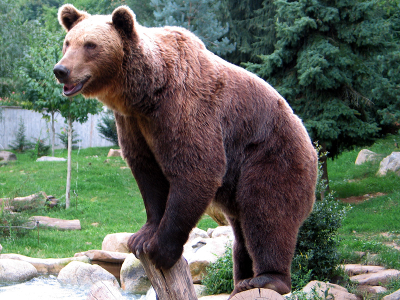 En Ariège, un ours attaque un berger, une première selon la FNO