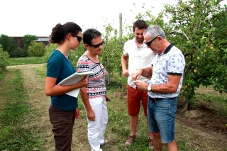 Les variétés précoces de pommes ont le plus souffert 