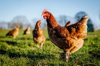 Stabilité pour la production de volailles Label rouge en 2020