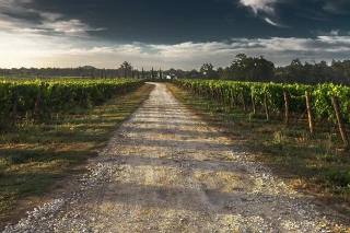 L’Italie possède le plus grand vignoble bio du monde