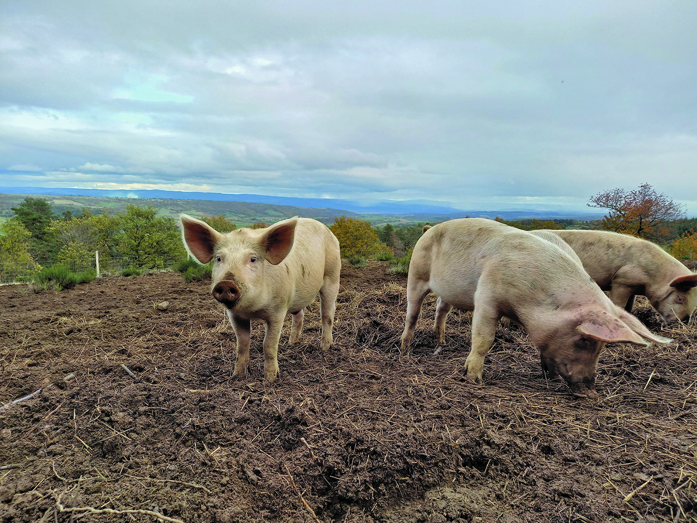 Bien gérer l’alimentation des porcs élevés en plein air