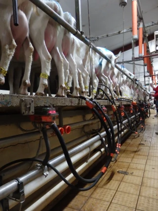 Lait de chèvre : extension de l'accord sur la contractualisation obligatoire