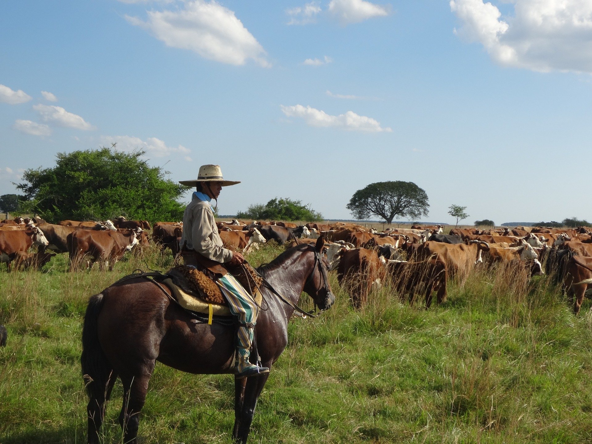 Viande bovine : l'Argentine prolonge ses restrictions d'exportation
