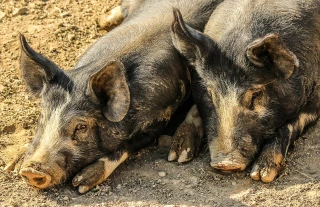Porc : une visite imminente d'inspecteurs chinois redoutée par les abattoirs français