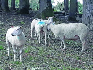 Reproduction  : pas de flushing pour les brebis en bon état