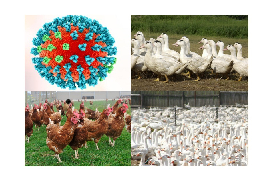 La France redevient indemne d’Influenza aviaire H5N8