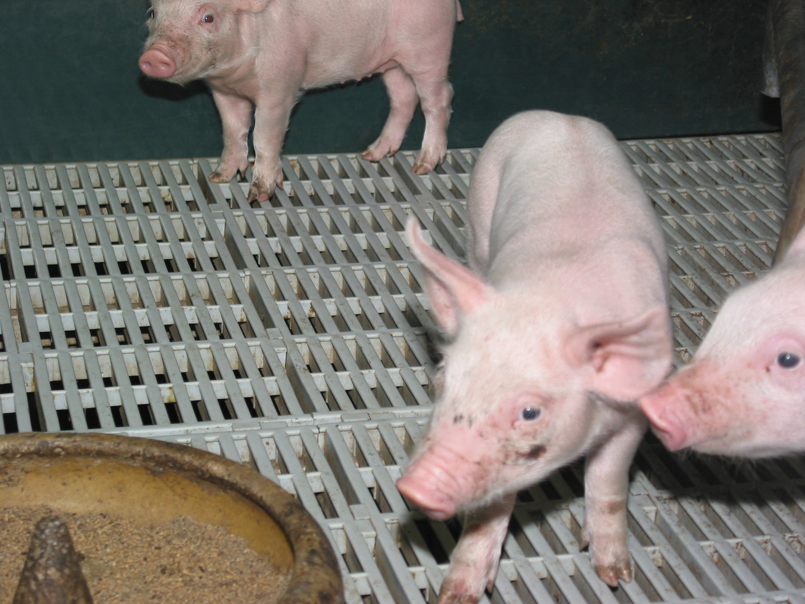 Porc : la castration pourrait être réservée aux éleveurs sous Siqo ou sous contrat
