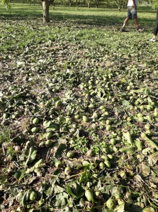 Gestion des risques : FNSEA et JA saluent les annonces d'E. Macron, la Conf’ fulmine