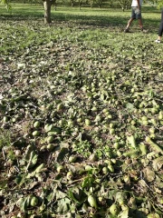 Gestion des risques : FNSEA et JA saluent les annonces d'E. Macron, la Conf’ fulmine