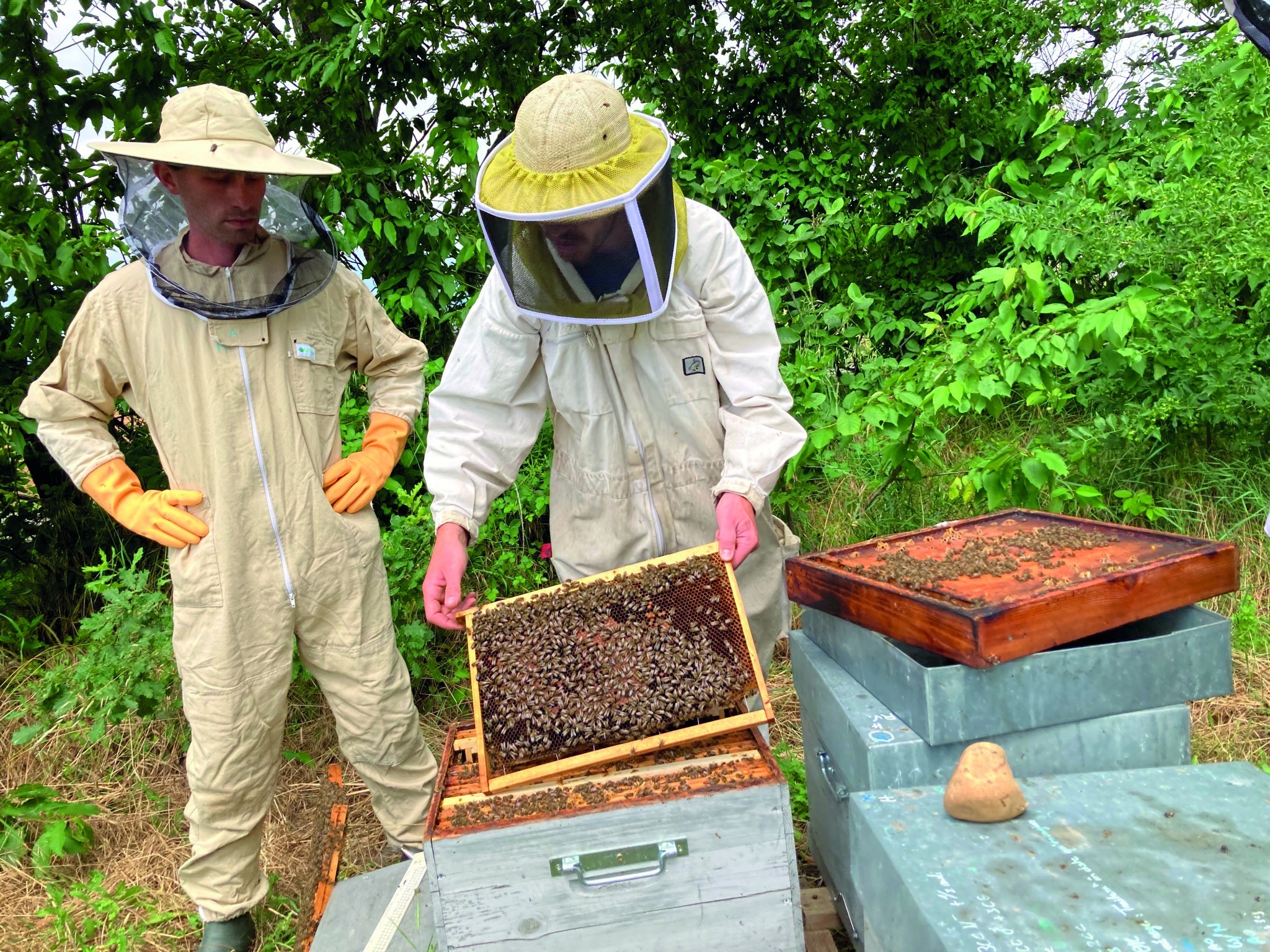 La pollinisation des semences, un enjeu majeur