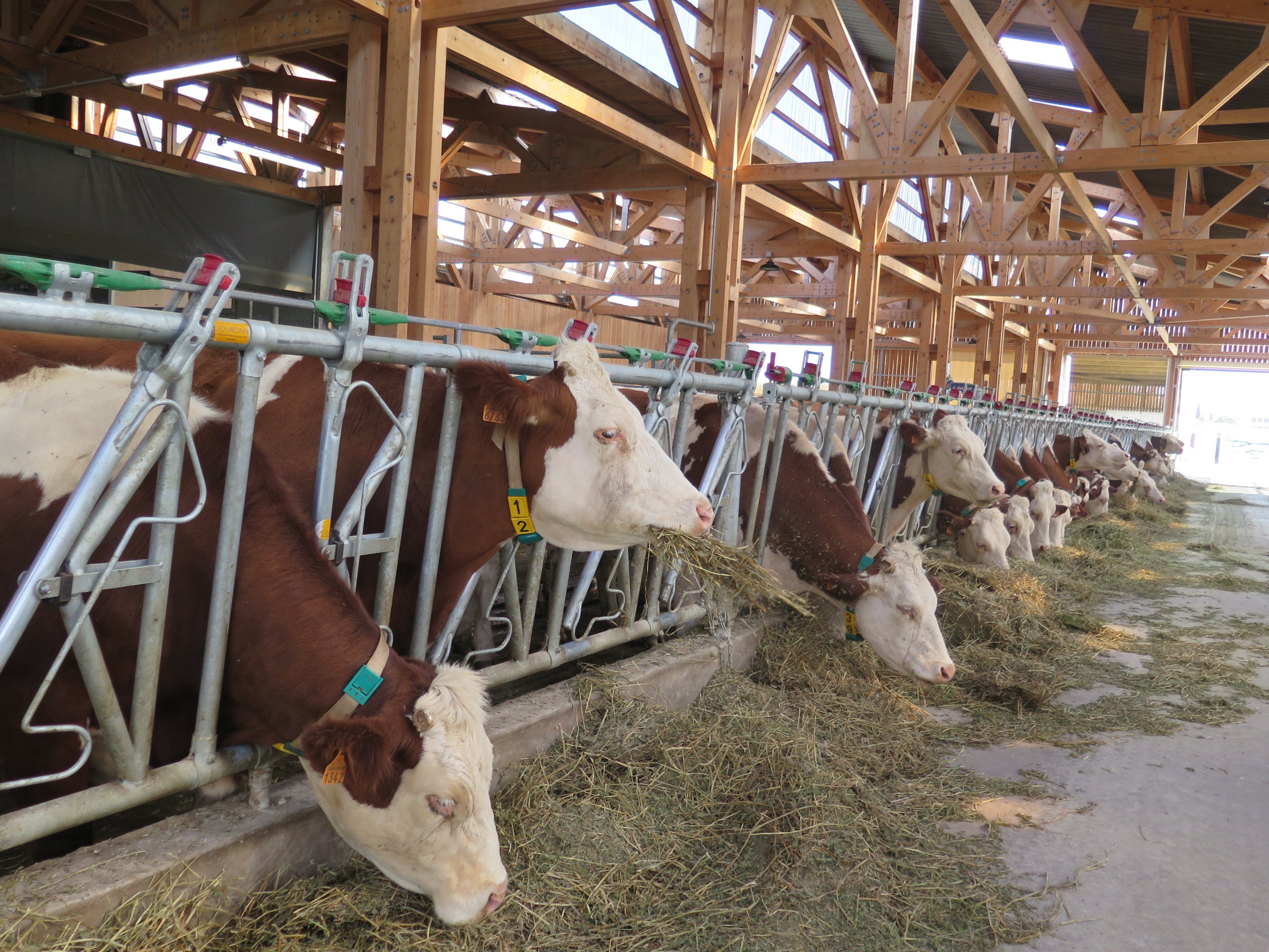 Tech&Bio -> Lait ou viande : des réponses pour toutes les filières animales en bio