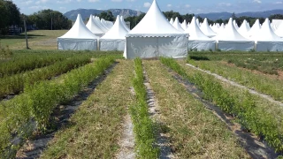 Désherbage mécanique et paillage biodégradable en démonstration