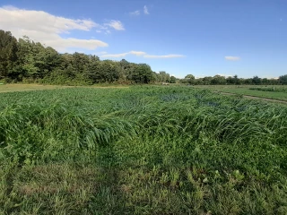 Tech&Bio -> Des pistes pour consolider son système fourrager face aux aléas climatiques