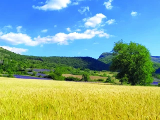 Le petit épeautre de Haute-Provence,  une filière organisée en fort développement