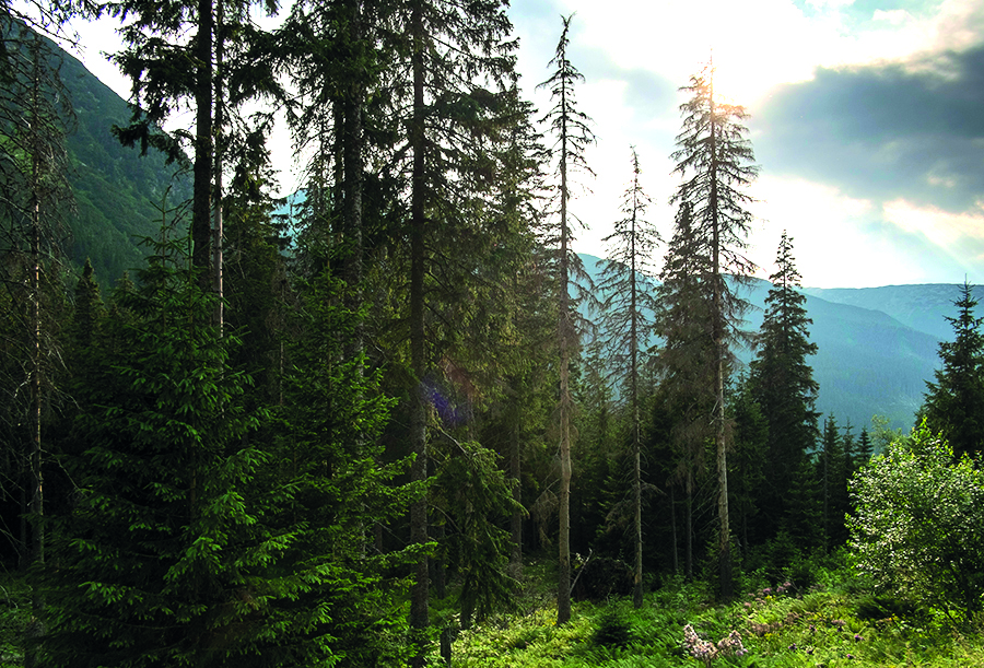 Forum : Forêts du Vercors et changement climatique
